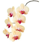 Indoor Plant Yellow Phalaenopsis Single Stem Phalaenopsis Single Stem