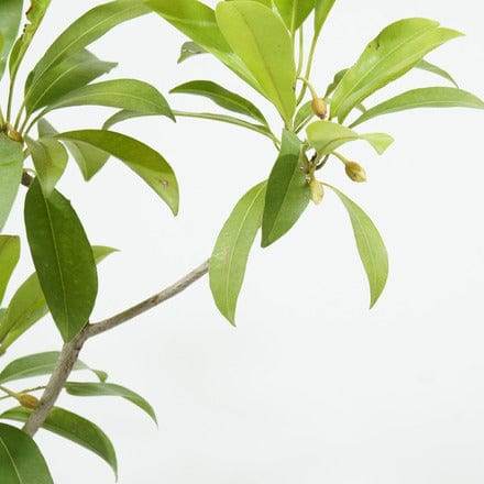 Outdoor Plant 2 - 2.5 mtr Manilkara Zapota Manilkara Zapota