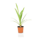 Outdoor Plant 30 -40 cms Hymenocallis littoralis Hymenocallis littoralis