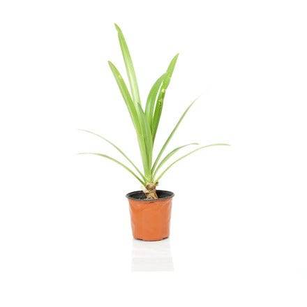 Outdoor Plant 30 -40 cms Hymenocallis littoralis Hymenocallis littoralis