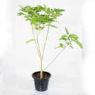 Outdoor Plant 50 -60 cm Tabernaemontana divaricata Tabernaemontana divaricata