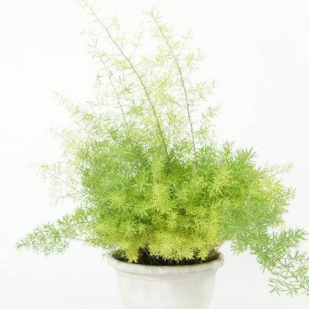 Outdoor Plant Asparagus Densiflorus Asparagus Densiflorus