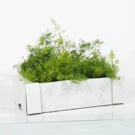 Outdoor Plant Asparagus Densiflorus Asparagus Densiflorus