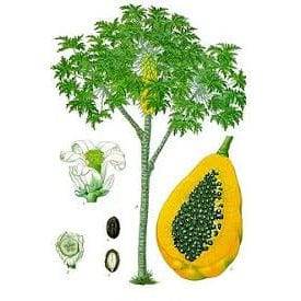 Outdoor Plant Carica Papaya Carica Papaya