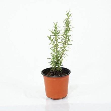 Outdoor Plant Default Plastic Pot / Small Salvia rosmarinus Salvia rosmarinus