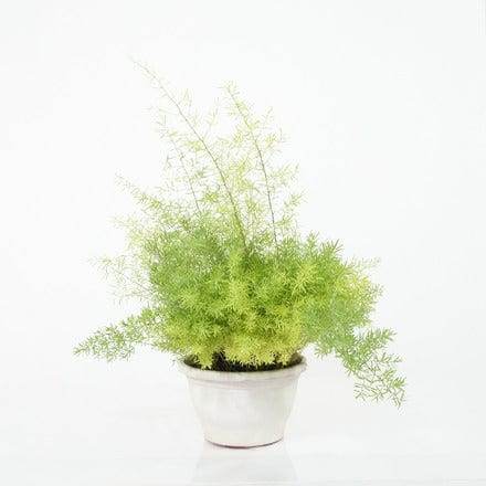 Outdoor Plant Hanging Asparagus Densiflorus Asparagus Densiflorus