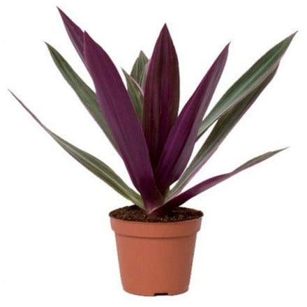 Outdoor Plant Medium V12 Pot 20-30 cms Rhoeo Discolor Rhoeo Discolor