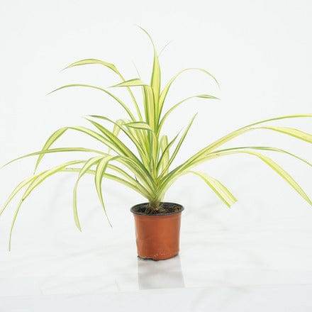 Outdoor Plant Pandanus baptistii Pandanus baptistii