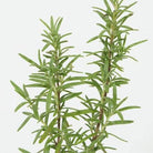 Outdoor Plant Salvia rosmarinus Salvia rosmarinus