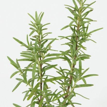 Outdoor Plant Salvia rosmarinus Salvia rosmarinus