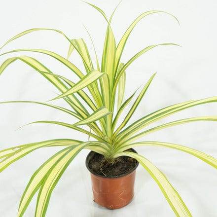 Outdoor Plant Small 20 -30 cms / Default Plastic Pot Pandanus baptistii Pandanus baptistii