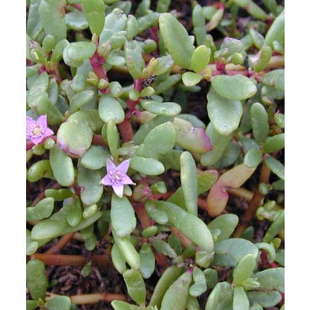 Outdoor Plant Small Sea Purslane Sea Purslane