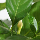 Outdoor Plant Tabernaemontana divaricata Tabernaemontana divaricata