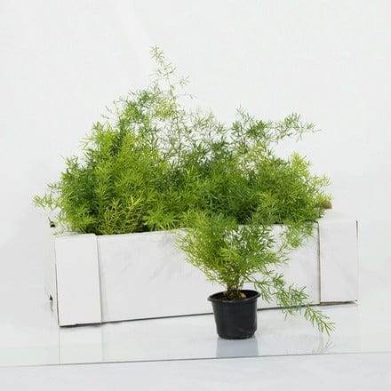 Outdoor Plant V15 Asparagus Densiflorus Asparagus Densiflorus