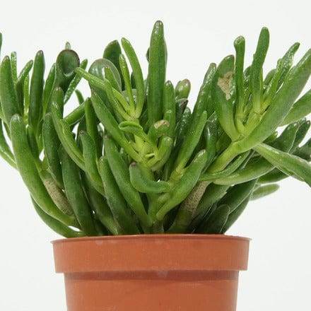 Succulents & Cacti 20 cm Crassula Ovata 'Hobbit' Crassula Ovata 'Hobbit'