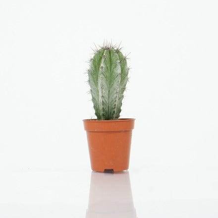 Succulents & Cacti Medium Pachycereus marginatus Pachycereus marginatus