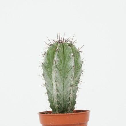 Succulents & Cacti Pachycereus marginatus Pachycereus marginatus