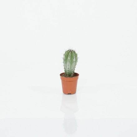 Succulents & Cacti Small Pachycereus marginatus Pachycereus marginatus