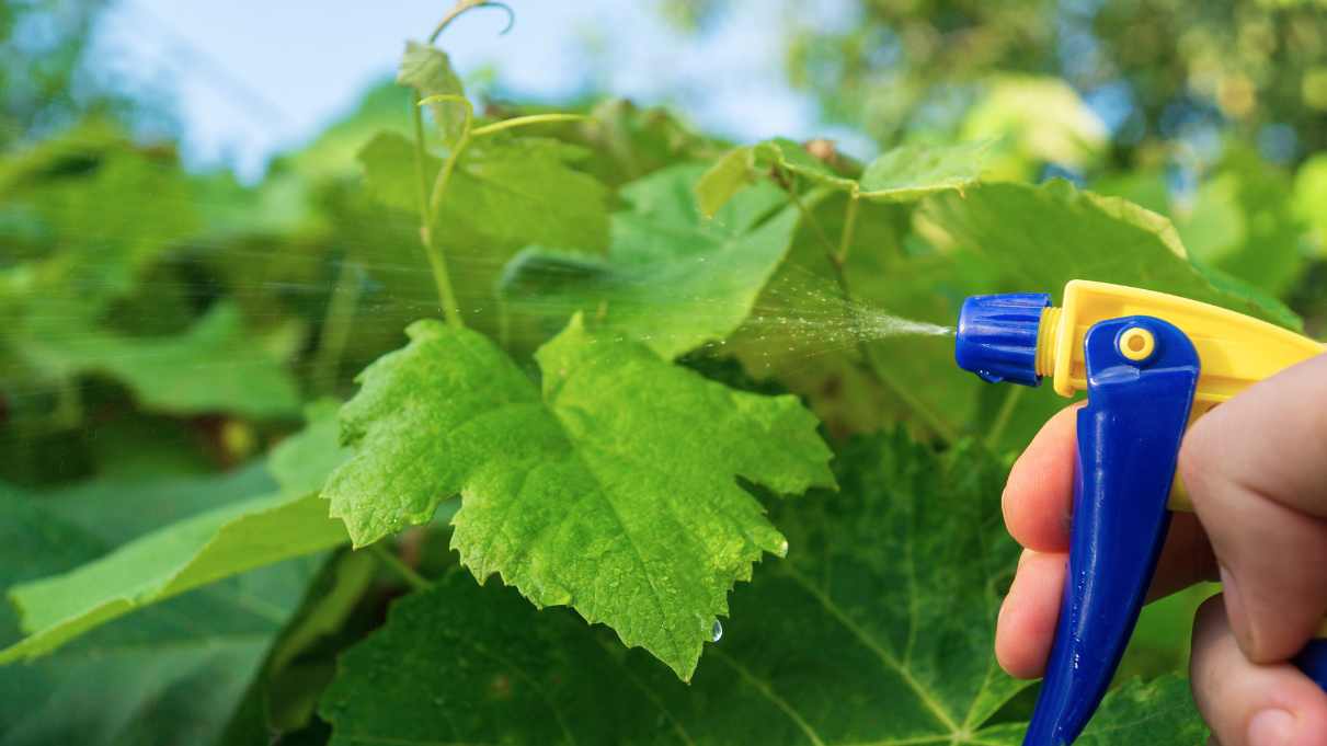 Natural Pest Control Tips for Gardeners - adplants