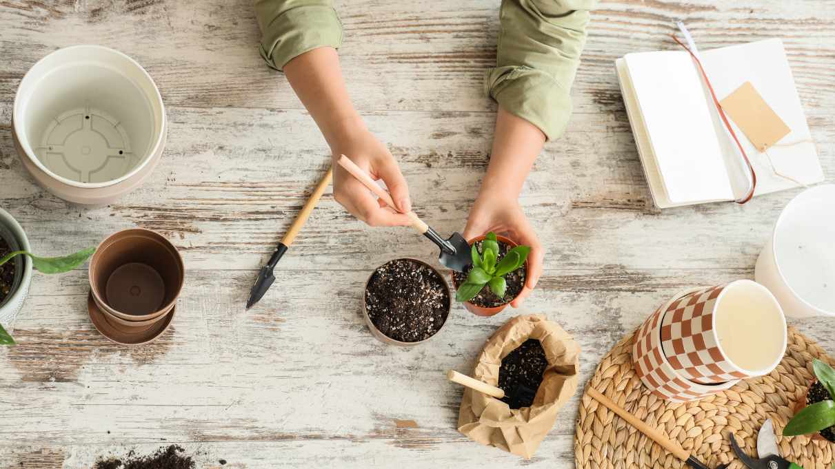 How to repot indoor flowering plants 