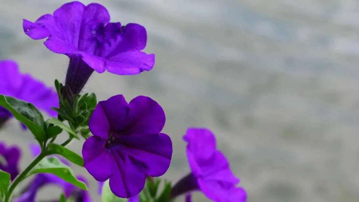 Common Mistakes to Avoid While Growing Seasonal Flowers