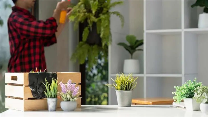 How Indoor Plants Improve Air Quality