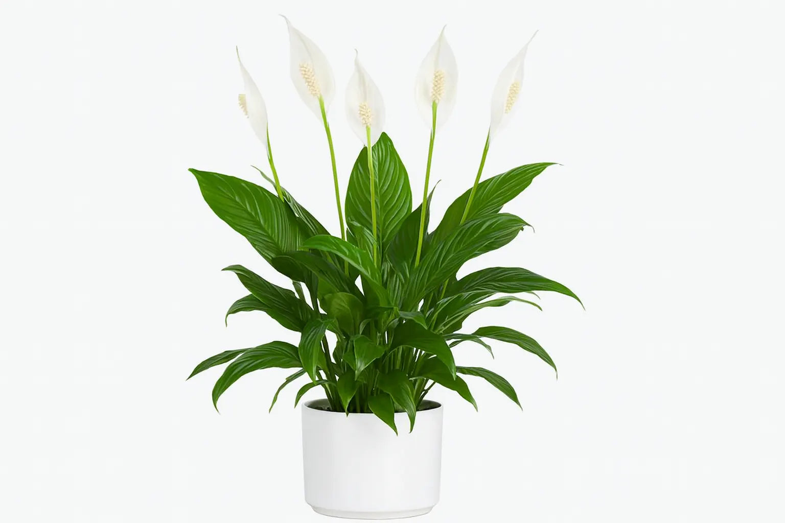 Indoor Plants That Bloom in Winter