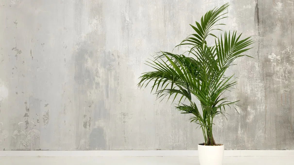 How to Care for Kentia: A 5 Step Guide - adplants