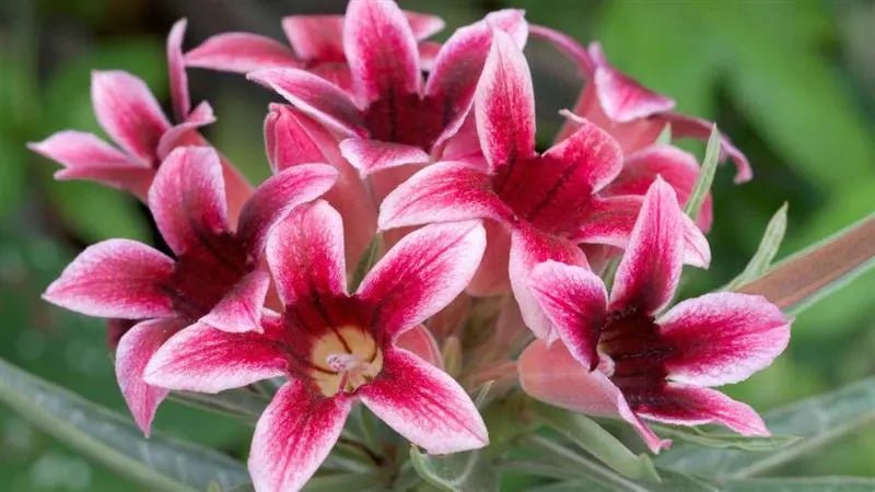 Best Outdoor Plants for Summer - adplants