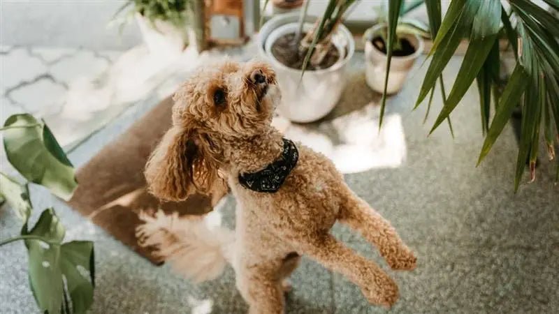 The Best Pet-Friendly Houseplants to Buy Online - adplants