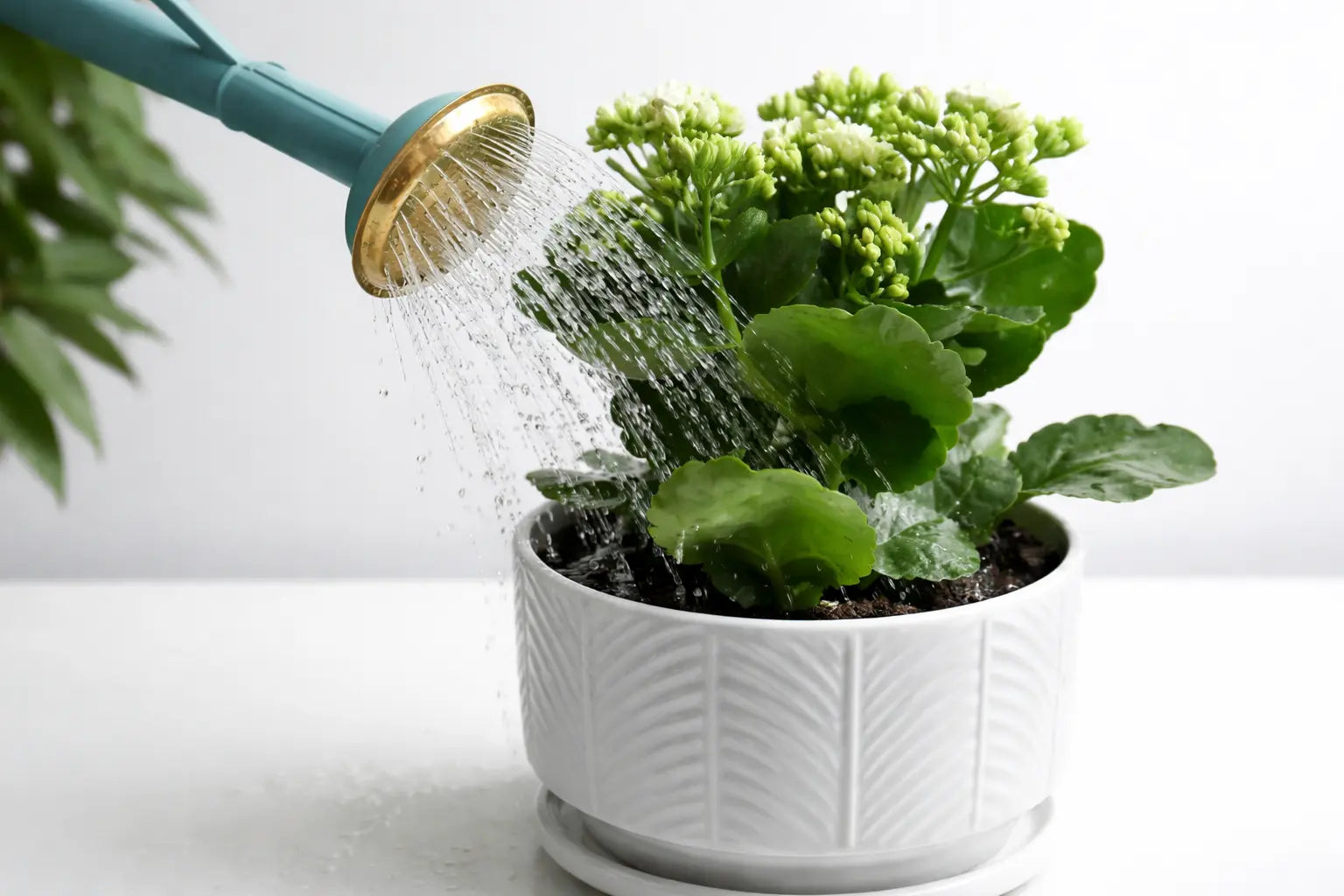 Seasonal Plant Care 