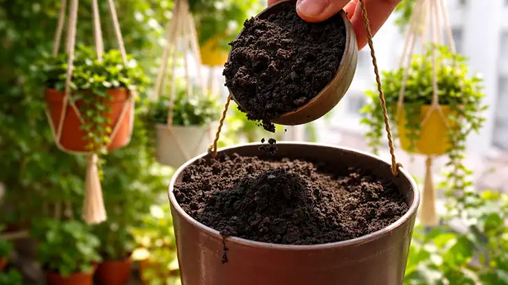Soil Mix for Indoor Hanging Plants 