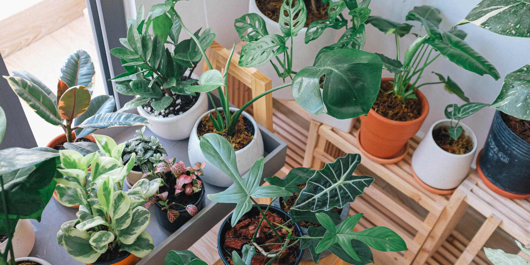 Gardening Mistakes 