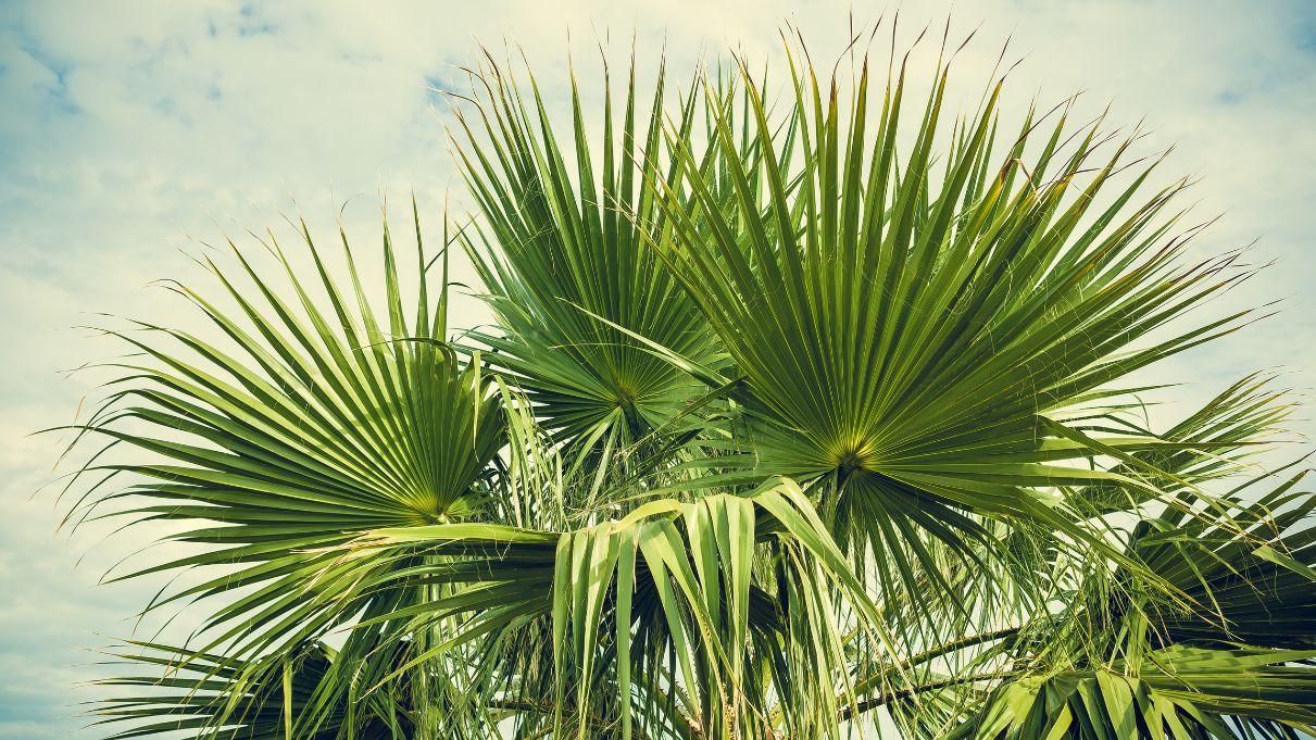 Washingtonia Palm: The Majestic Mexican Fan Palm for Your Garden and Landscape - adplants