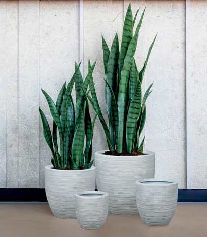 Ficus Benjamina Outdoor – Adplants