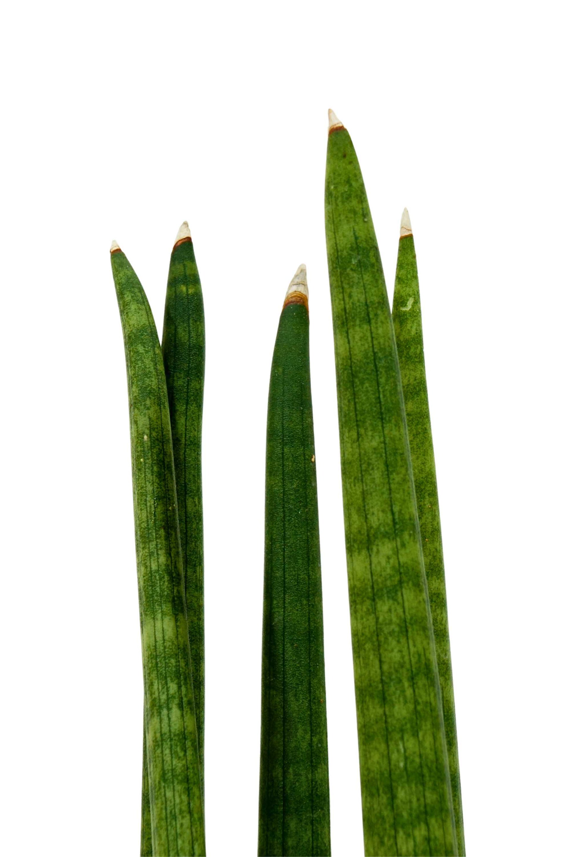 Sansevieria cylindrica – Adplants