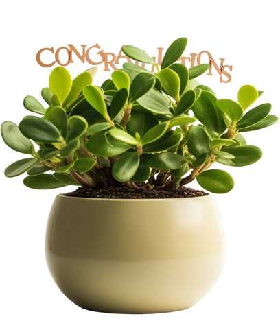 Philodendron Grandipes – Umm Al Salsal Trading Flowers & Plants LLC