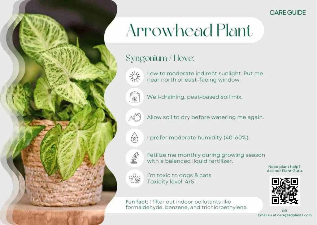 Arrowhead Care Guide