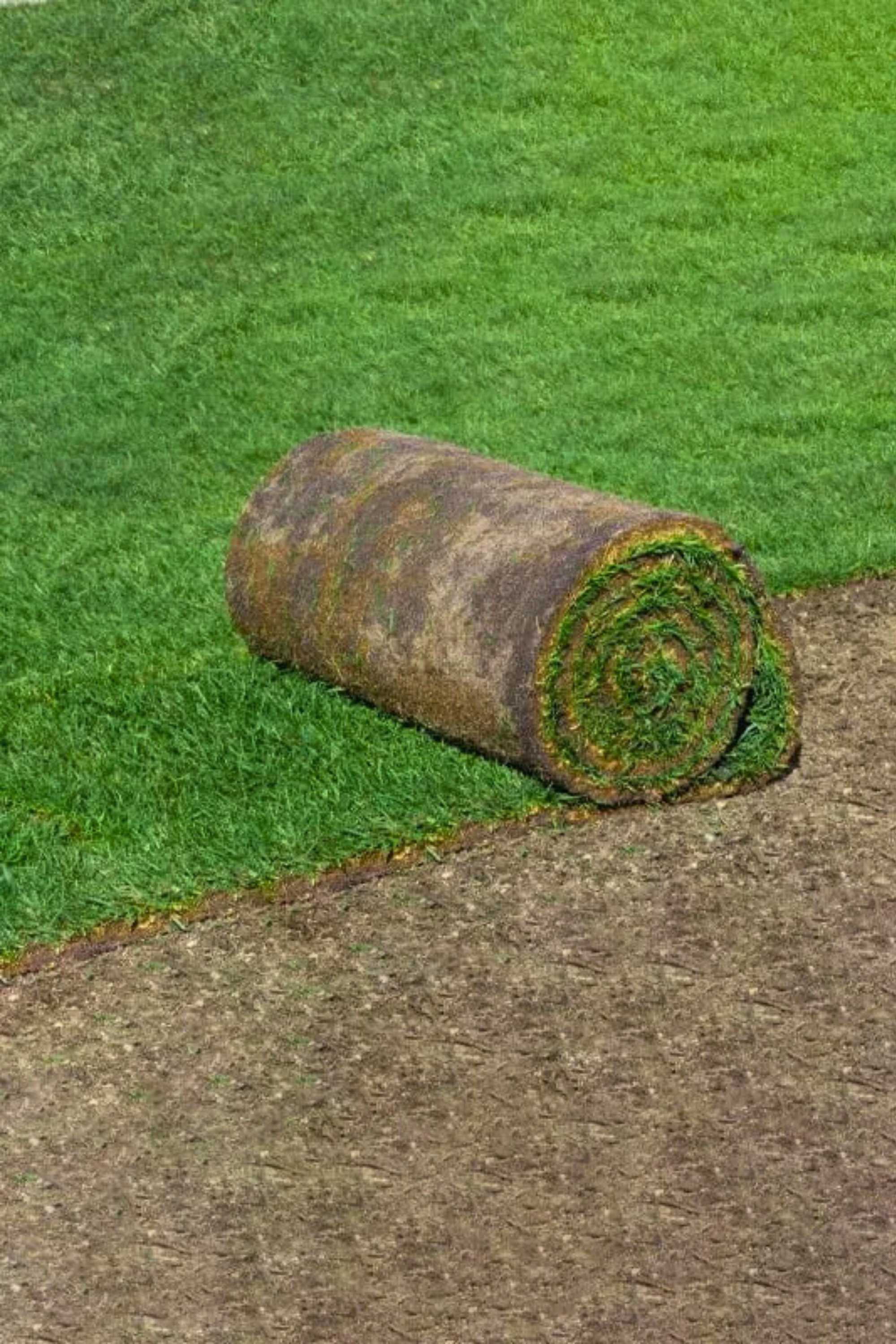 Artificial Plants & Grass Square Meters Paspalum vaginatum Paspalum vaginatum