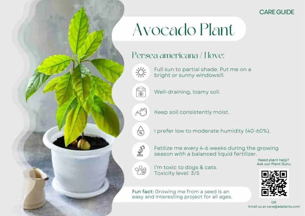 Avocado Care Guide