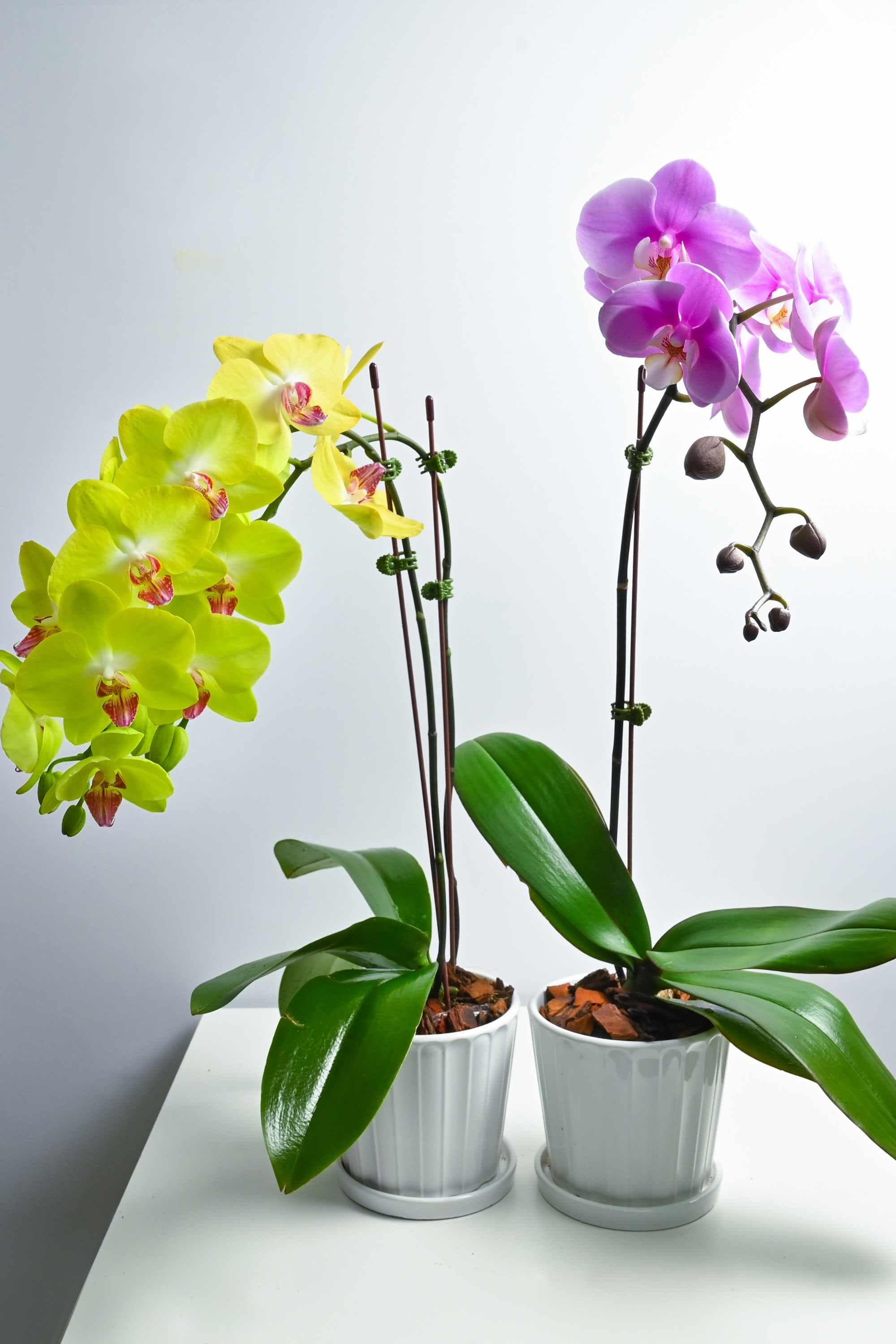 Blooming Plant Phalaenopsis spp.