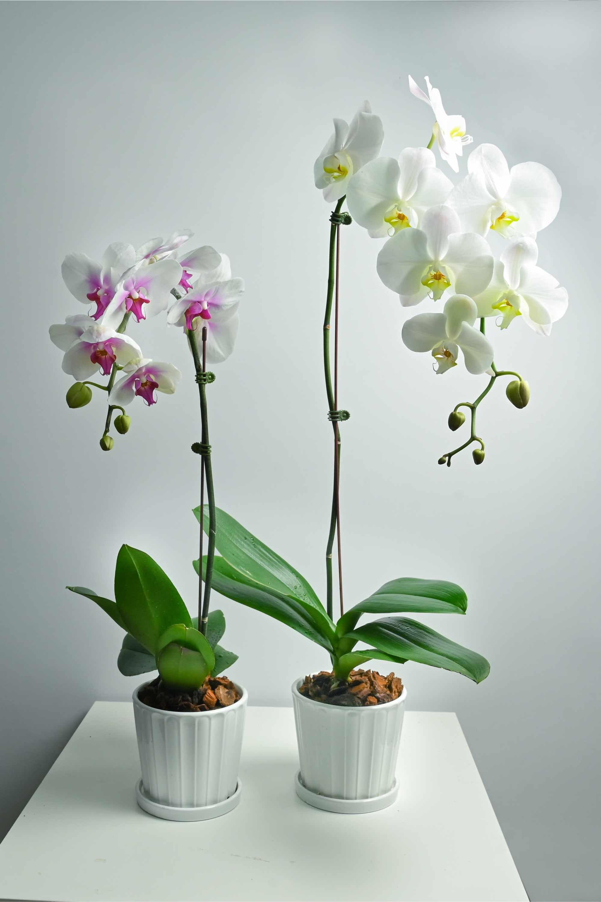 Blooming Plant Phalaenopsis spp.