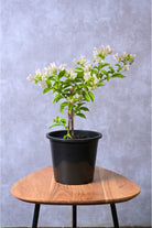 Climbers Small 30-40 cms Bougainvillea Nana White