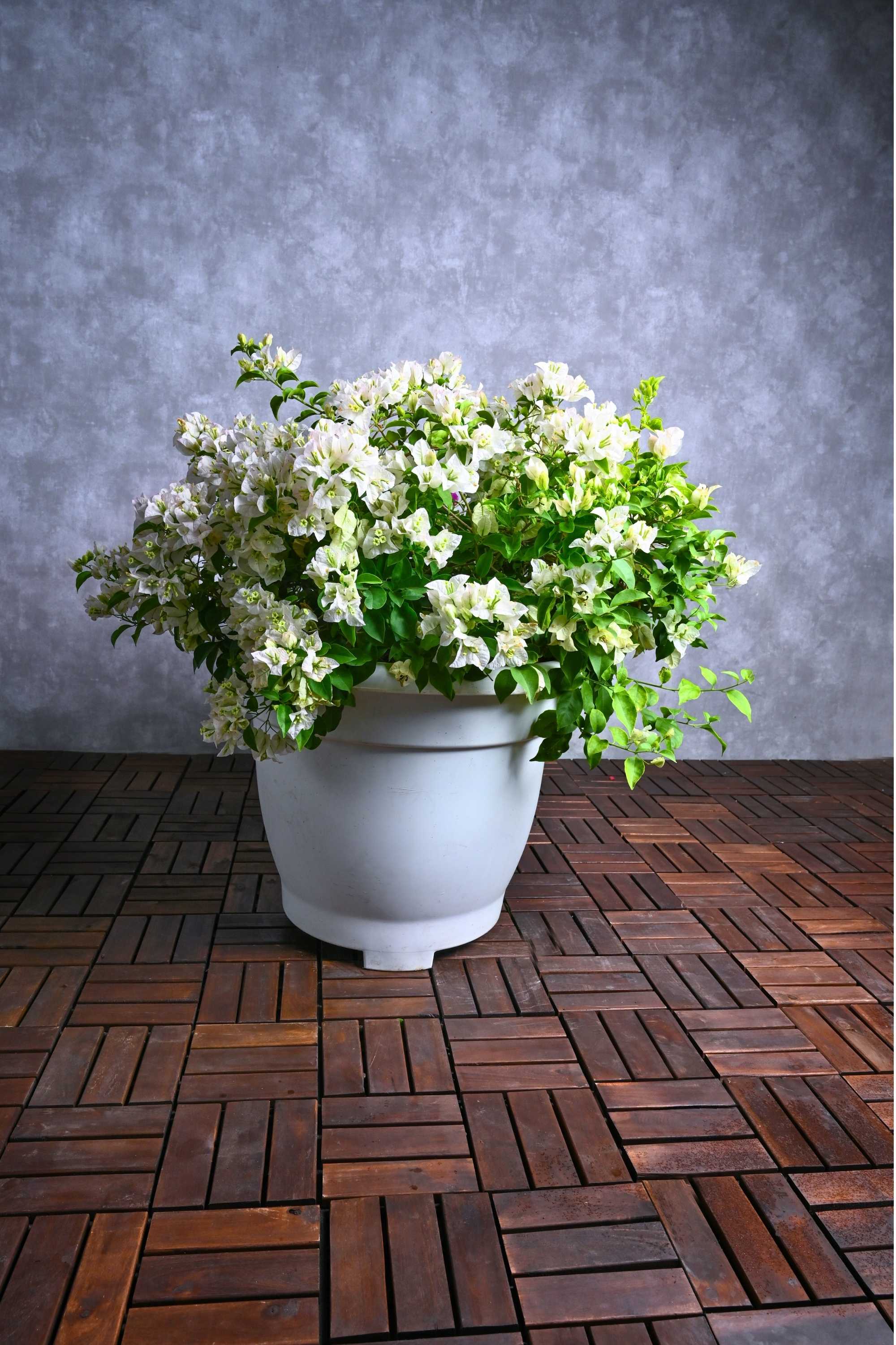 Climbers X Large 100-120 cms Bougainvillea Nana White