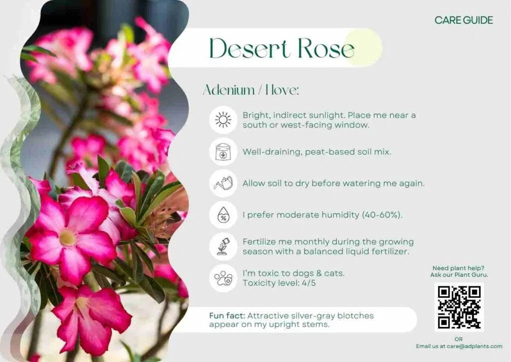 Desert Rose Care Guide
