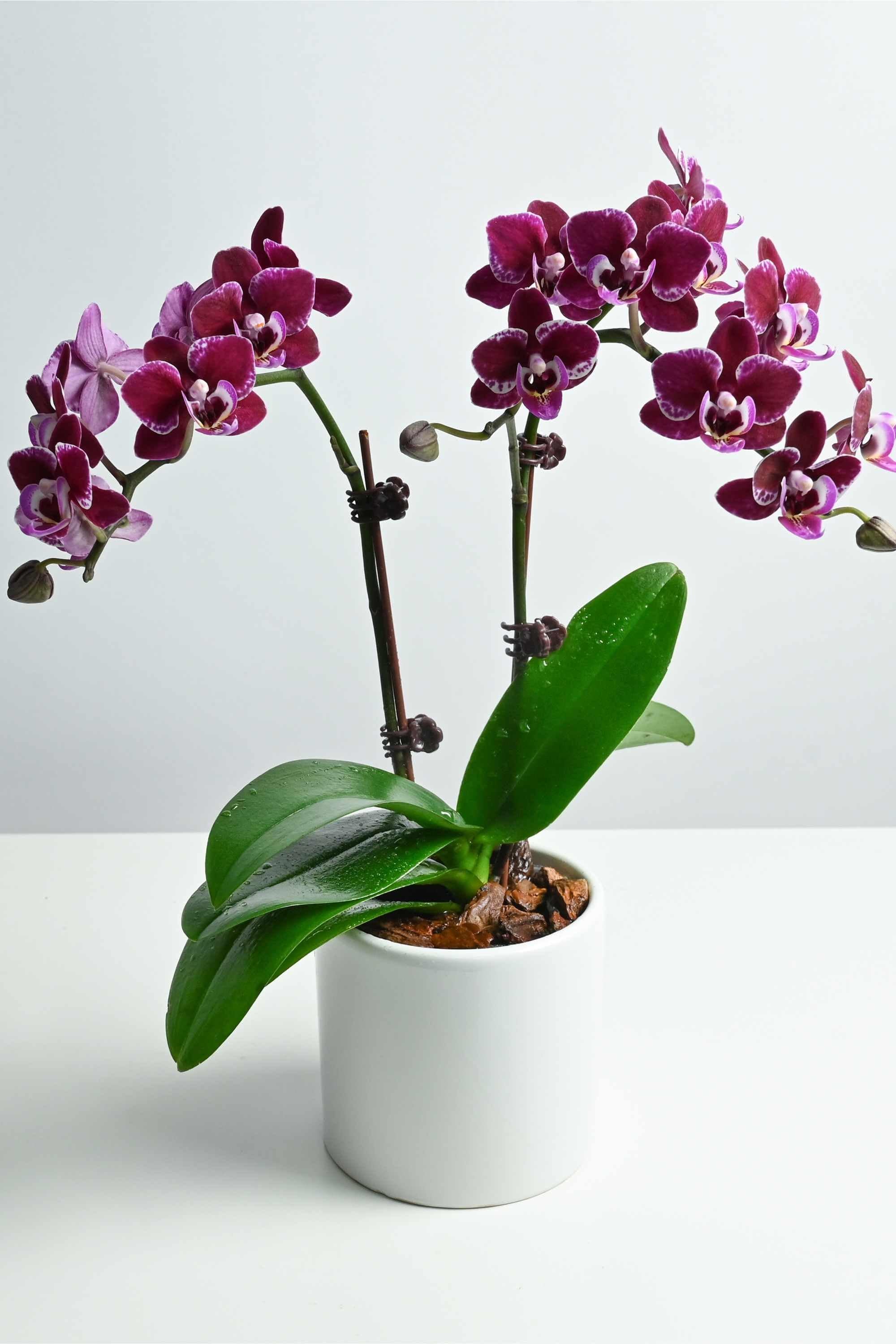 Desktop Indoor Plants Black Double Phalaenopsis Dwarf - Double