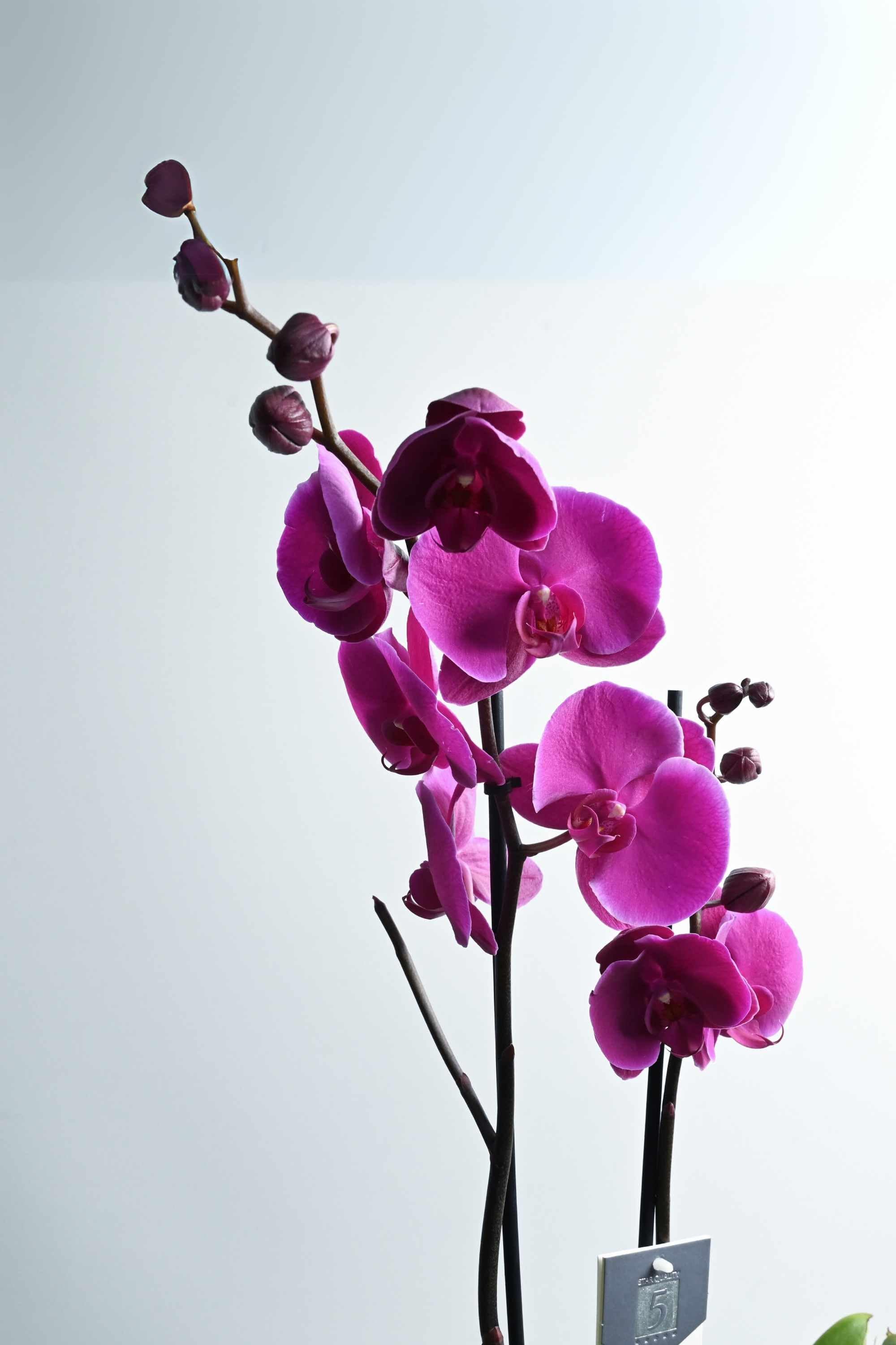 Desktop Indoor Plants Default Plastic Pot Phalaenopsis Purple- 2 Stem - Holland Orchid