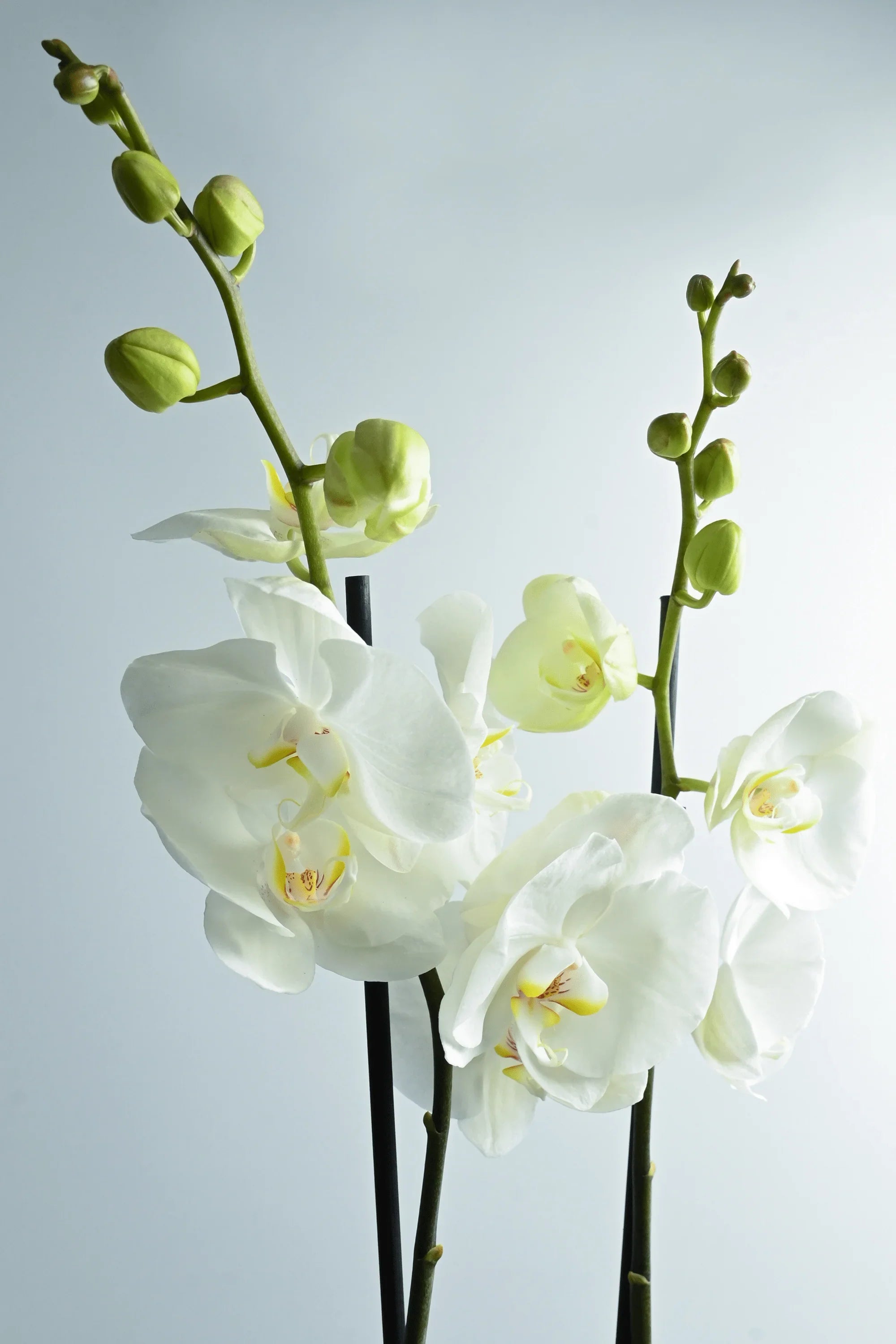 Desktop Indoor Plants Default Plastic Pot Phalaenopsis White - 2 Stem - Holland Orchid