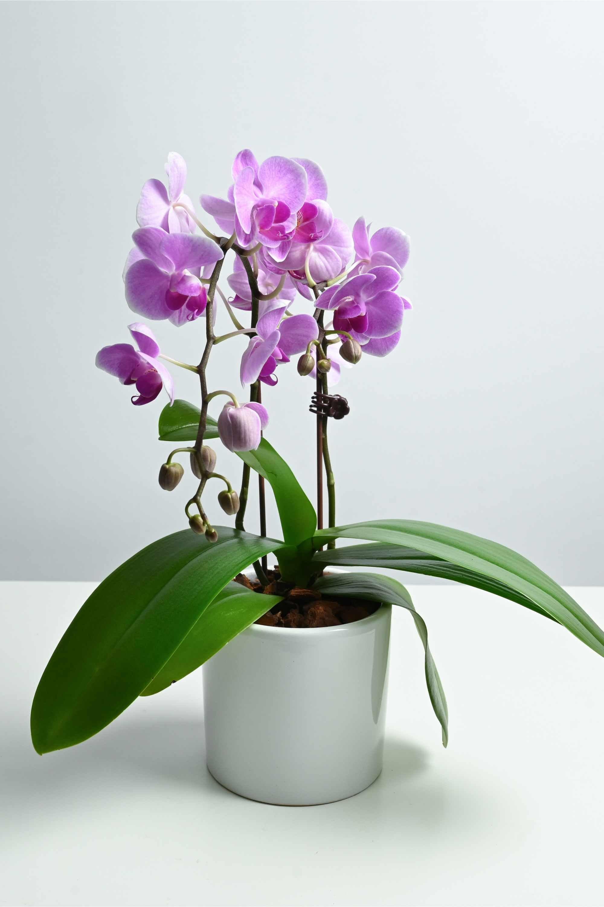 Desktop Indoor Plants Light Pink Phalaenopsis Dwarf - Double