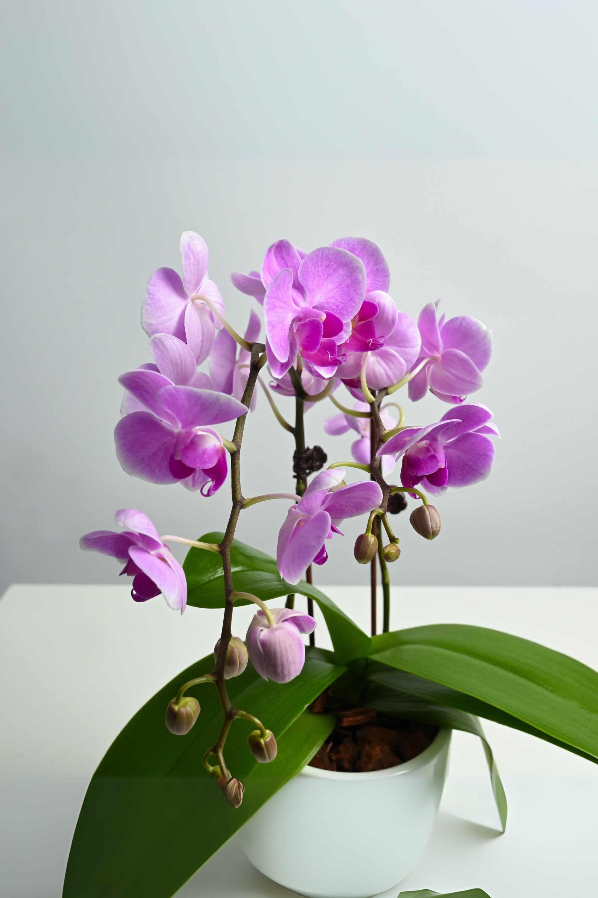 Desktop Indoor Plants Phalaenopsis Dwarf - Double